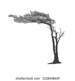 Unique tree can only be found in a certain part of the world. Nature concept.