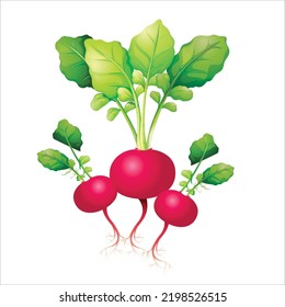  Einzigartige, isolierte, weiße Illustration von Turnip