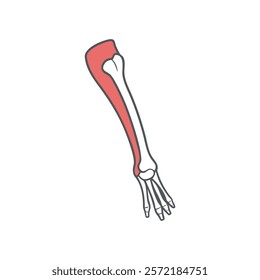 Unique Ulna Anatomy Vector Design