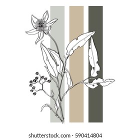 Unique vector flower design illustration with colorful stripes on the background. Good for poster or notebook cover or invitation. 