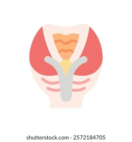 Unique Vomer Anatomy Vector Illustration