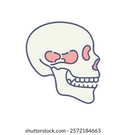 Unique Zygomatic Bones Anatomy Vector Design