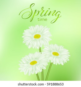 Universal spring green abstract background with chamomile flower and place for text. Vector illustration.
