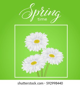 Universal spring green abstract background with chamomile flower and place for text. Vector illustration.