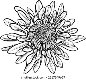 Unopened chrysanthemum sketch  An unusual flower  Element  The drawing is realistic in black   white style 