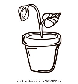 unopened flower in the pot