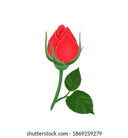 Unopened red rose bud isolated on white background. Vector illustration of a beautiful flower and green leaves in cartoon flat style.