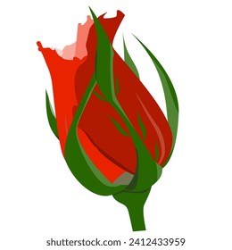 ungeöffnete Rosen auf weißem Hintergrund