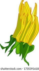 Unopened yellow dandelion on a white background2