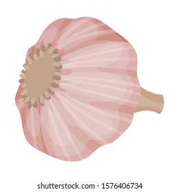 Unpeeled Garlic Bulb Isolated On White Background Vector Item