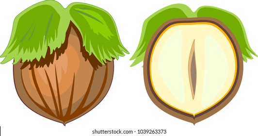 Unpeeled hazelnut and cut in half inside longitudinal section