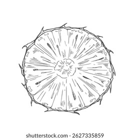 Rebanada de piña redonda sin pelar, vista superior, Ilustración vectorial de estilo de boceto aislada sobre fondo blanco.