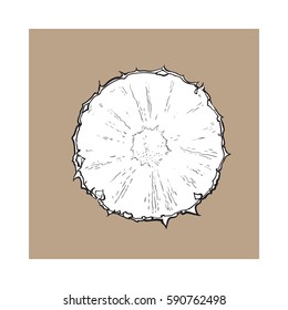 Unpeeled round pineapple slice, top view, sketch style vector illustration isolated on brown background. Realistic hand drawing of fresh, ripe pineapple slice, half pineapple
