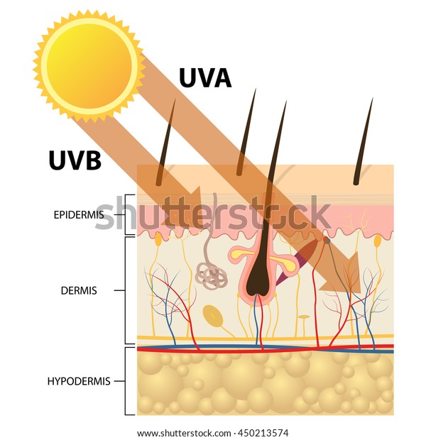 Unprotected Skin Without Sunscreen Lotion Uvb Stock Vector (Royalty ...