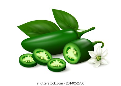 Unripe green jalapeño chili pepper, half of pod, three slices, flower and leaves isolated on white background. Realistic vector illustration.