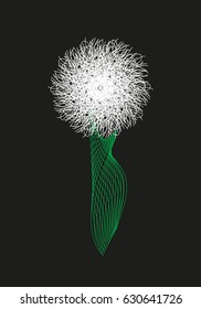 Untypical dandelion