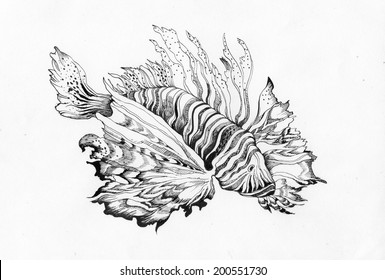 Unusual beautiful fish drawing on white vector