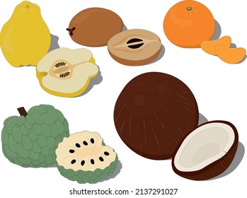 Unusual and exotic tropical sweet fruts collection vector illustration