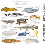 Unusual fish. Freshwater aquarium fish icon set flat style isolated on white.  Vector illustration