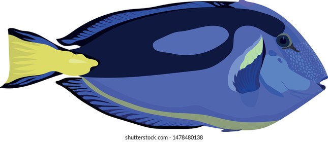 Unusual fish of the Indo-Pacific Region - Paracanthurus