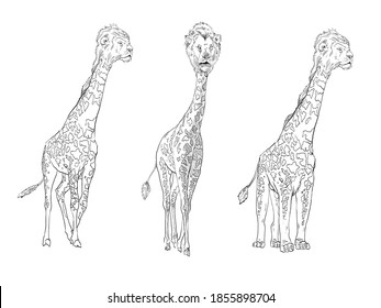 Unusual mixture of animals. Giraffe with a lion's head. Hybrids species sketch. Fantasy art. Vector illustration clip art. 