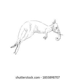 Unusual mixture of animals. 
Kangaroo with elephant head. Hybrids species sketch. Fantasy art. Vector illustration clip art. 