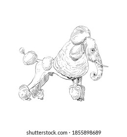  Unusual mixture of animals. 
Poodle dog with elephant head. Hybrids species sketch. Fantasy art. Vector illustration clip art.