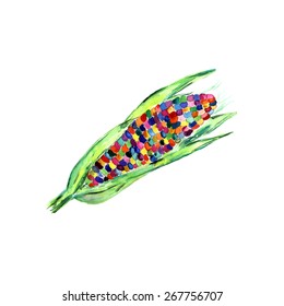 Unusual watercolor illustration of colorful corn. Original design of autumn vegetable,  Thanksgiving and harvest festival design. Hand drawn corn with colored seeds. 