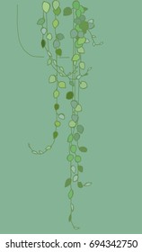 Unusually interesting plants - Senecio