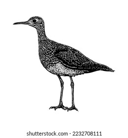 Upland Sandpiper hand drawing vector isolated on white background.