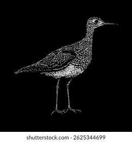 Upland Sandpiper hand drawing vector isolated on black background.