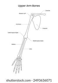 Upper Arm Bone Sketch Diagram