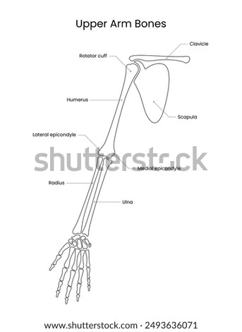 Upper Arm Bone Sketch Diagram