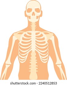 Upper body body structure. Human skeleton anatomy isolated on white background