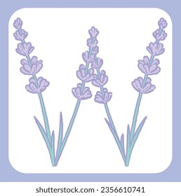 Upper case letter. "W". Lavender flower font. Vector illustration.