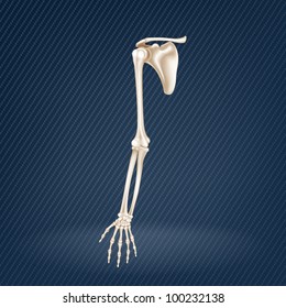 Upper Extremity, Mesh