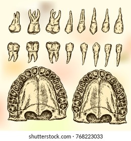 Upper Jaw No Teeth. Upper And Lower Teeth/Drawing Anatomical Illustration