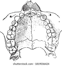 Upper jaw tooth, underside, From the Dictionary of Word and Things, 1888.