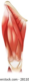 Upper Leg Muscle On White Background