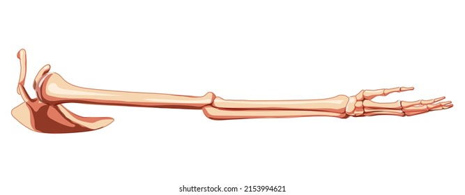 Upper Limb Arm With Shoulder Girdle Skeleton Human Side Lateral View. Set Of Anatomically Correct Realistic Flat Natural Color Concept Vector Illustration Of Anatomy Isolated On White Background