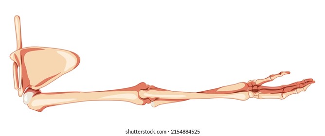 Upper Limb Arm With Shoulder Girdle Skeleton Human Back Posterior Dorsal View. Set Of Anatomically Correct Hands, Clavicle, Scapula Realistic Flat Natural Color Concept Vector Illustration Isolated