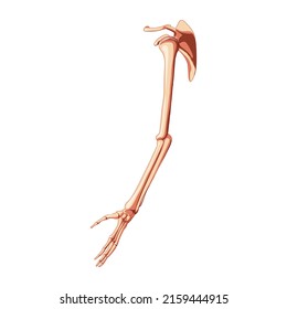 Upper limb Arm with Shoulder girdle Skeleton Human side lateral view. Anatomically correct hands clavicle, scapula realistic flat natural color concept Vector illustration isolated on white background