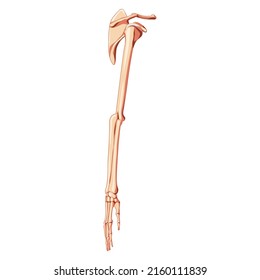 Upper limb Arm with Shoulder girdle Skeleton hands clavicle, scapula Human side lateral view. Anatomically correct realistic flat natural color concept Vector illustration isolated on white background