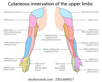 upper limbs showing the cutaneous nerve innervation, with labels for specific nerves and regions diagram hand drawn schematic vector illustration. Medical science educational illustration