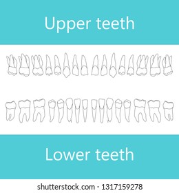 Upper and lower adult teeth. Vector outlined anatomical illustration.
