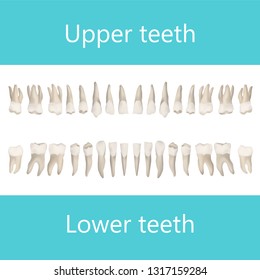 Upper and lower adult teeth. Vector realistic anatomical illustration.