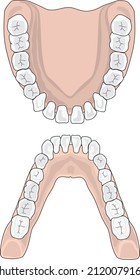 Upper and Lower Dental Arch Anatomy Tooth Bone Mouth View Dentistry Vector Isolated on White