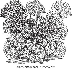 Die oberen und unteren Seiten der Blätter sind robust, und es gibt spezifische grüne Adern. Die Pflanze von Begonia Rajah ist keine große, Vintage-Linie-Zeichnung oder Gravur-Illustration.