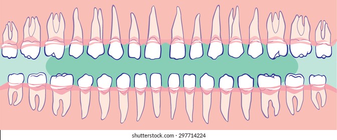 The upper and lower teeth, the human jaw