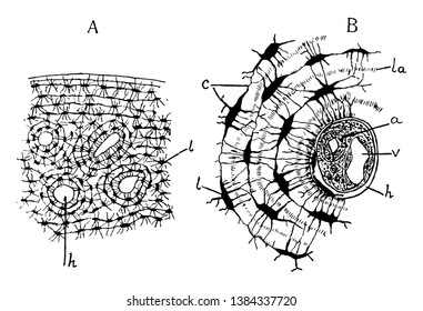 The upper portion of the figure representing the outer surface of the bone, vintage line drawing or engraving illustration.
